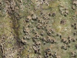 Pyrenula leucostoma image