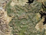 Pyrenula leucostoma image
