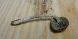 Simocybe serrulata image