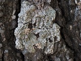 Pertusaria amara f. amara image