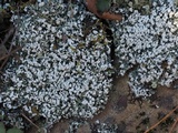 Cladonia polycarpia image