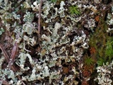 Cladonia didyma image