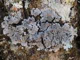 Pannaria tavaresii image