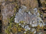 Pannaria tavaresii image
