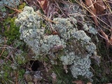 Cladonia caespiticia image