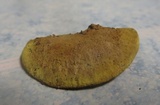 Phellinus gilvus image