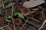 Inocybe lacera image