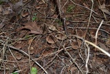 Inocybe lacera image