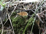 Coltricia perennis image