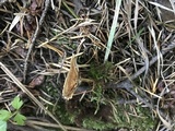 Coltricia perennis image