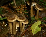 Ampulloclitocybe avellaneoalba image