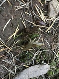 Coltricia perennis image