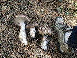 Sarcodon imbricatus image