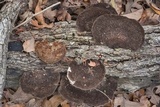 Hexagonia hydnoides image
