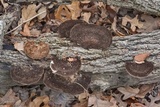 Hexagonia hydnoides image