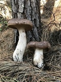 Sarcodon imbricatus image