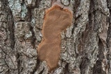 Fomitiporia robusta image