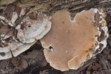 Trametes cubensis image
