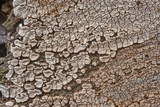 Xylobolus frustulatus image