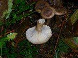 Ampulloclitocybe avellaneoalba image