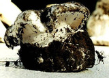 Hygrophorus subalpinus image