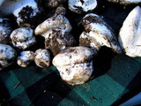 Hygrophorus subalpinus image