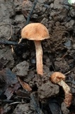 Flammulaster granulosus image