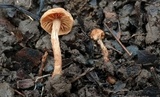 Flammulaster granulosus image