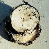 Hygrophorus subalpinus image