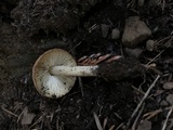 Caulorhiza umbonata image