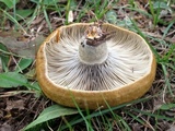 Lactarius chelidonium image