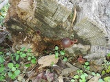 Gymnopilus aeruginosus image