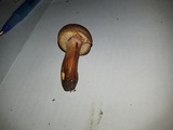 Gymnopilus aeruginosus image