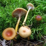 Hygrocybe laeta var. laeta image