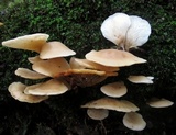 Hohenbuehelia angustata image