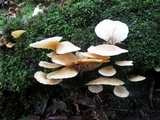 Hohenbuehelia angustata image