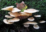 Hohenbuehelia angustata image