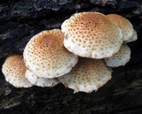 Pholiota squarrosoides image