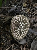 Boletus chrysenteron image