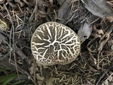 Boletus chrysenteron image