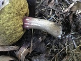 Boletus chrysenteron image