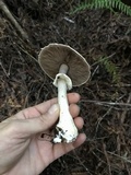 Agaricus hondensis image