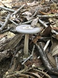 Amanita pachycolea image