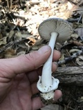 Amanita pachycolea image