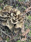 Gomphus clavatus image