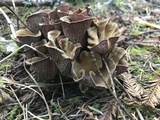Gomphus clavatus image