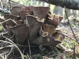 Gomphus clavatus image