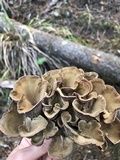 Gomphus clavatus image