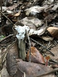 Hypomyces cervinigenus image