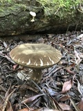 Tylopilus porphyrosporus image